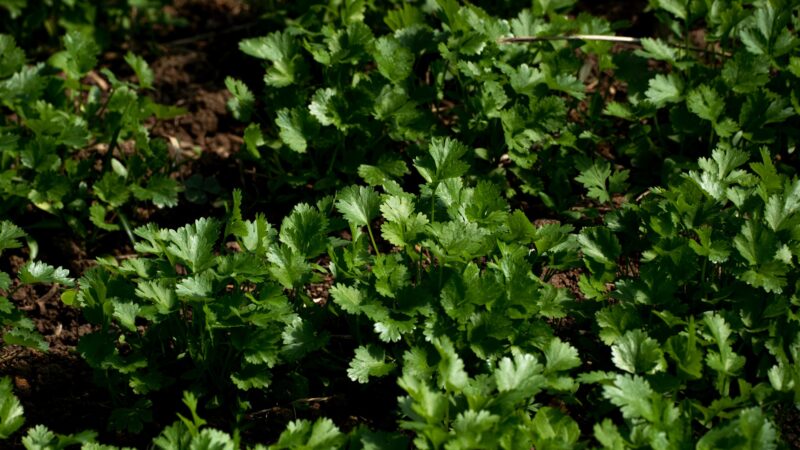 Como cultivar coentro e cebolinha