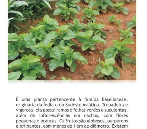 Veja como cultivar bertalha e aprenda uma receita com a hortaliça