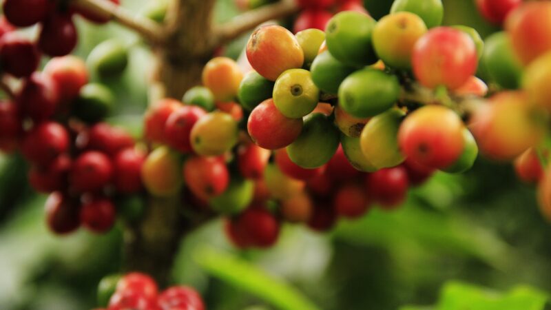 Agro resiliente: faturamento com exportações brasileiras cresce mesmo com taxação dos EUA, aponta centro de pesquisa da USP