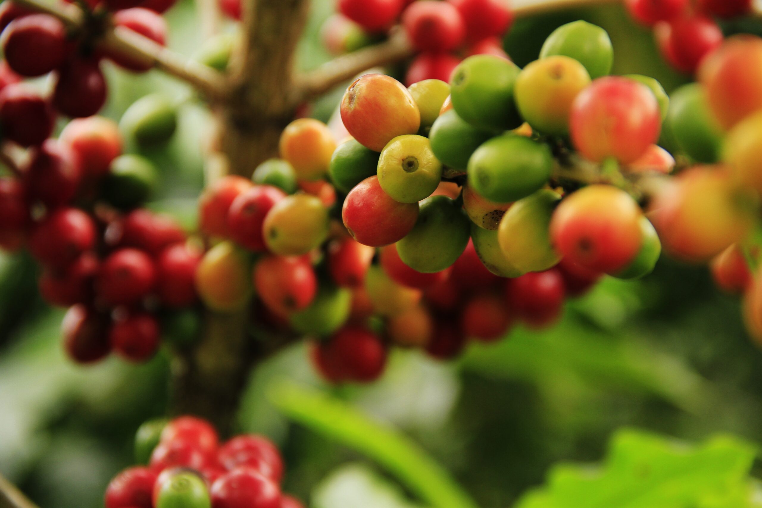 Agro resiliente: faturamento com exportações brasileiras cresce mesmo com taxação dos EUA, aponta centro de pesquisa da USP