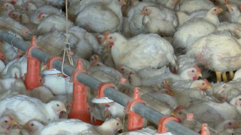 Exportações de frango do Brasil caem 12,9% em maio após caso de gripe aviária em granja comercial