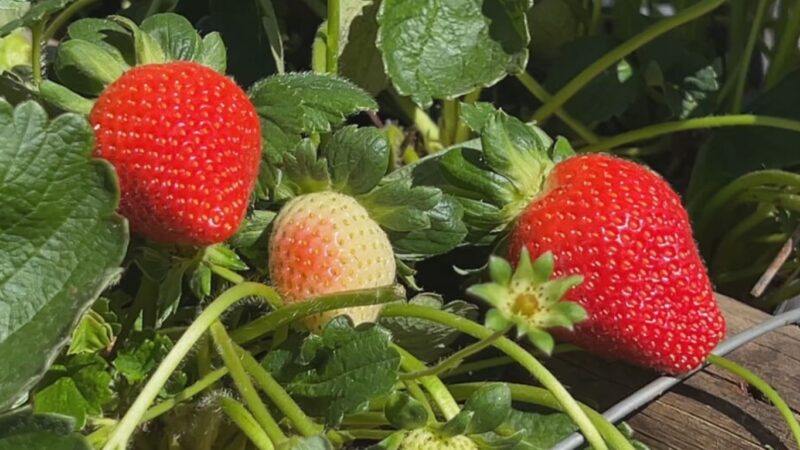 Morango atrai produtores por ser resistente, graúdo e doce