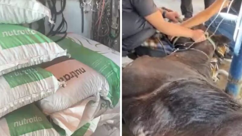 Mortes de cavalos: fabricante de ração proibida pelo governo federal diz que aguarda análises sobre suposta contaminação do produto