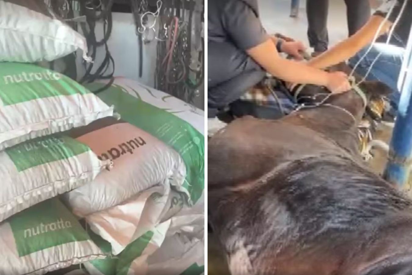 Ministério da Agricultura apura se mortes de 63 cavalos têm relação com ração com ‘indícios de contaminação’ e interdita fábrica