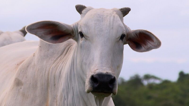 O golpe milionário da ‘vaca virtual’ que está abalando o Uruguai, um dos maiores produtores de gado do mundo