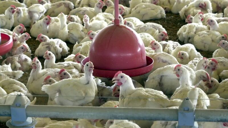 Gripe aviária: 17 países retiram restrições à carne de frango do Brasil