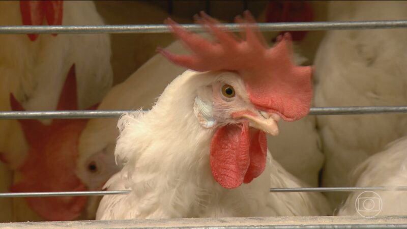 Ministério da Agricultura confirma foco de gripe aviária em aves domésticas em Mato Grosso
