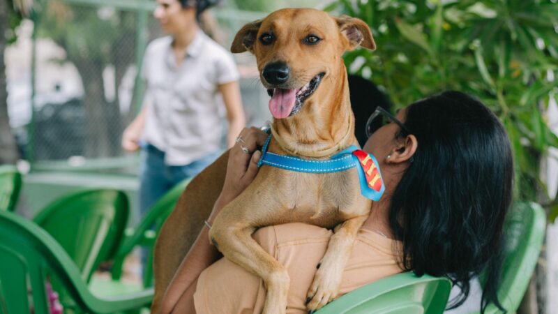Governo sanciona lei que proíbe tatuagens e piercings com fins estéticos em cães e gatos