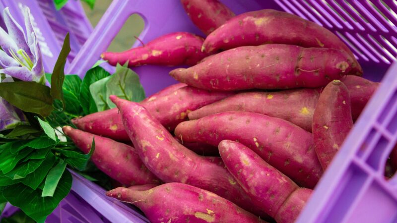 Puxada pelo mercado fitness, produção de batata-doce quase dobra no Brasil em 15 anos