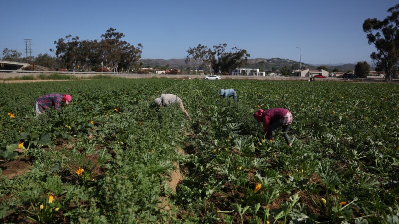 Batidas contra imigrantes esvaziam fazendas nos EUA; colheitas estão apodrecendo, dizem produtores