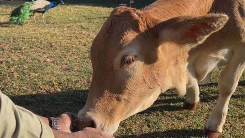 Zona rural atrai visitantes que buscam sossego e experiências no campo