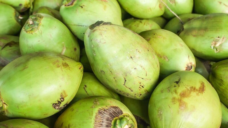 Como começar o cultivo do coco