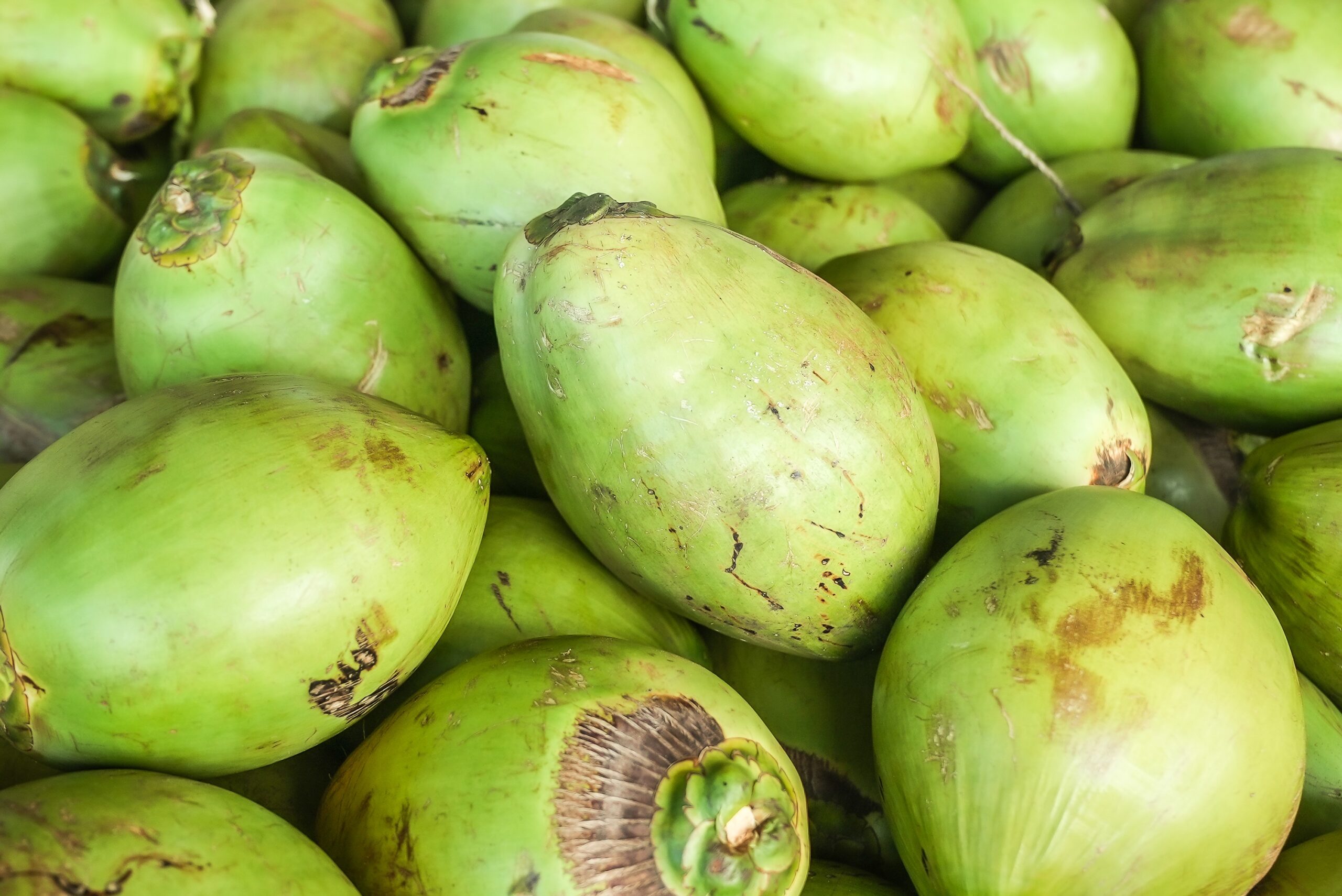 Como começar o cultivo do coco