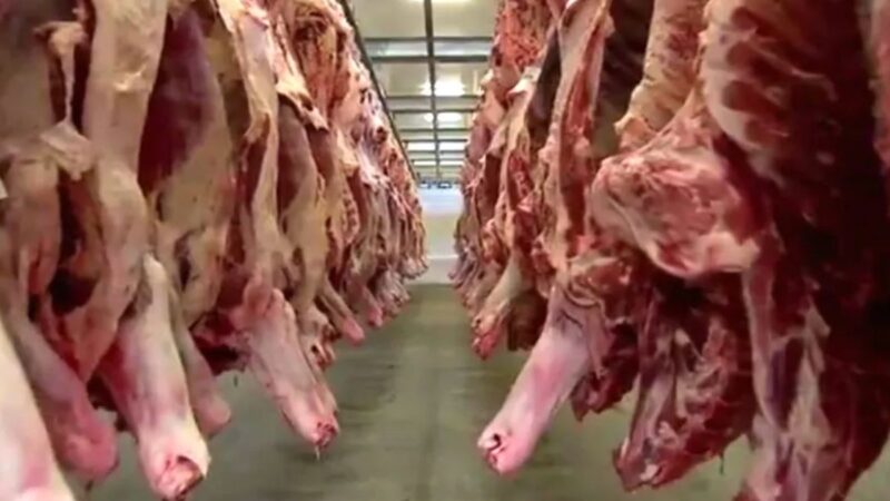 Mato Grosso do Sul mira Chile e Egito como mercados alternativos para carne bovina após suspensão de exportações aos EUA