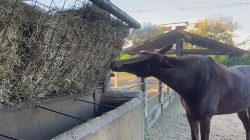 Estiagem afeta pastagens e aumenta demanda por feno