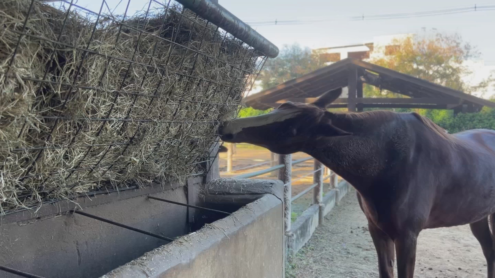 Estiagem afeta pastagens e aumenta demanda por feno
