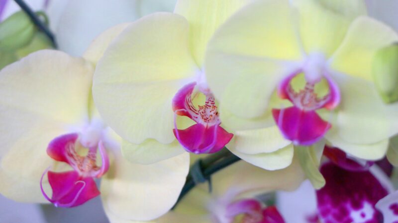 Como cultivar orquídeas
