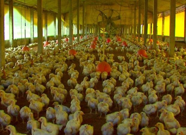 Gripe aviária impacta cotações da carne de frango e junho tem maior queda em 18 anos em São Paulo