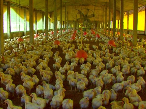 Gripe aviária impacta cotações da carne de frango e junho tem maior queda em 18 anos em São Paulo