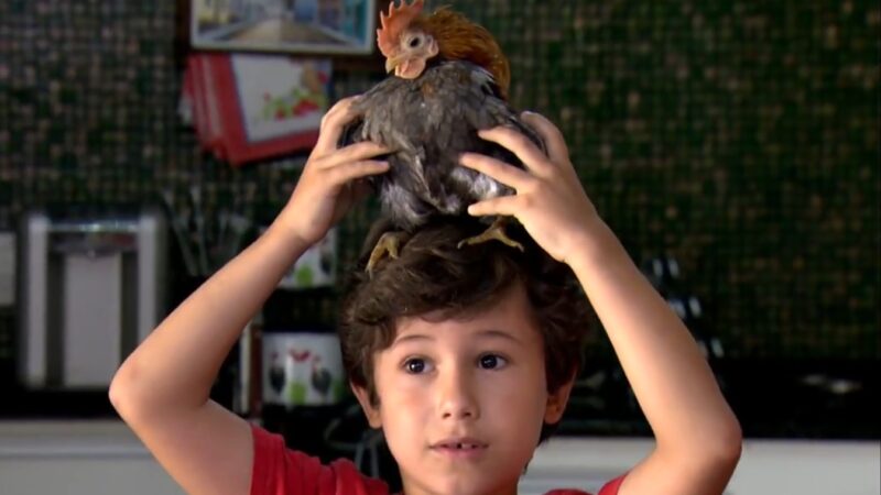Raça da menor galinha do mundo é criada como pet e pode custar até R$ 3,5 mil