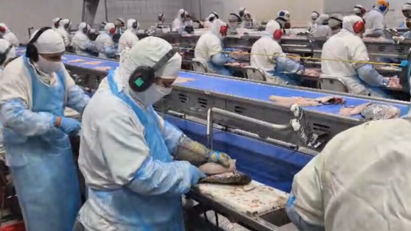 Com 99% da tilápia exportada aos EUA, produtores de MS temem perdas e pedem por negociações