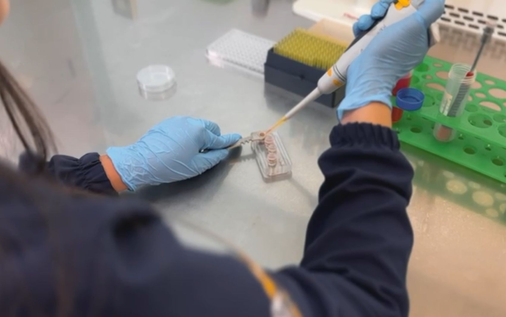 Câmara aprova projeto que proíbe testes de cosméticos e perfumes em animais; texto vai à sanção