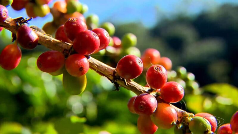 Tarifaço de Trump: ES não fecha novos negócios e deixa de exportar 2,5 mil toneladas de café para os EUA em 7 dias