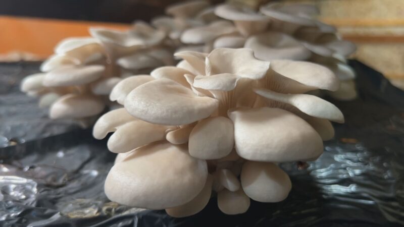 Cogumelo hiratake é grande e saboroso