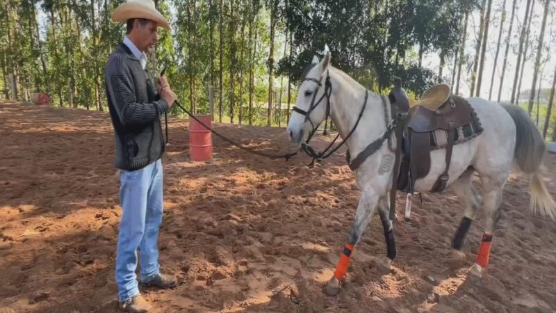 Cavalo também pode ser canhoto ou destro