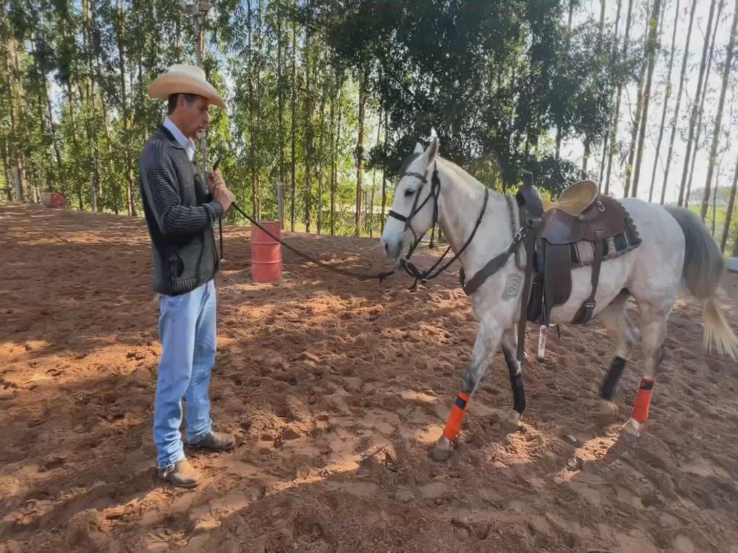 Cavalo também pode ser canhoto ou destro