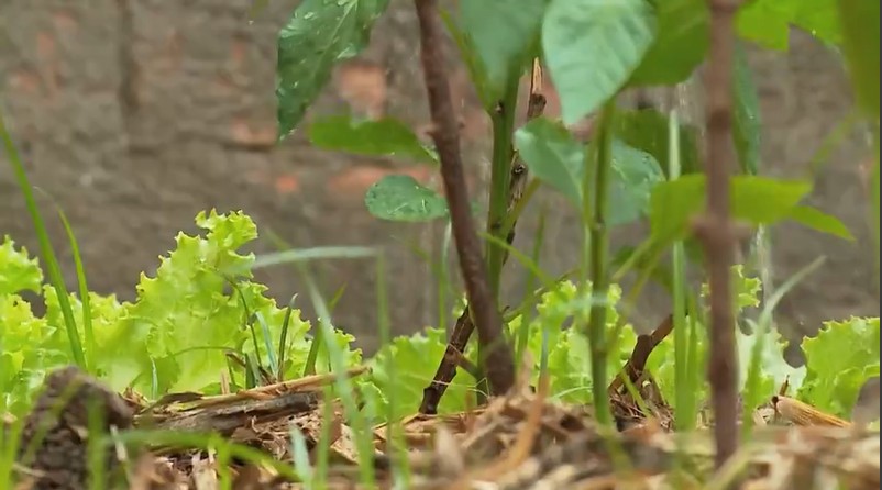 Como montar uma horta em casa