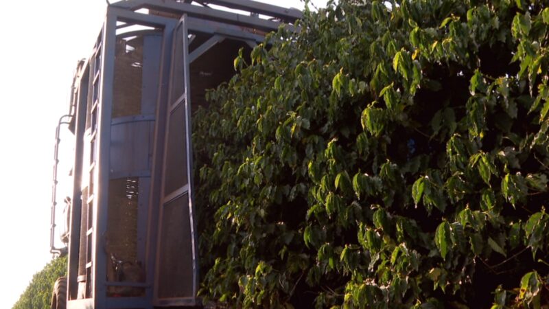 Tarifaço de Trump: setor cafeeiro do Brasil pode ser forçado a redirecionar produção a outros mercados; veja desafios