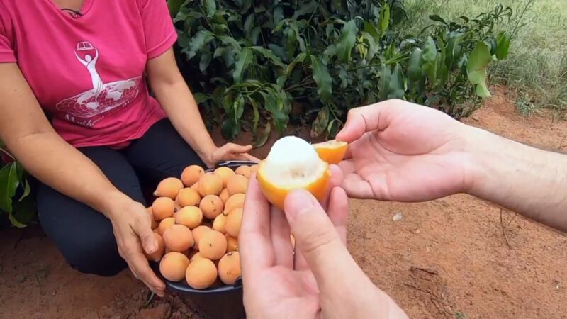 Achachairu: conheça fruta agridoce de origem boliviana que ajuda a controlar a pressão