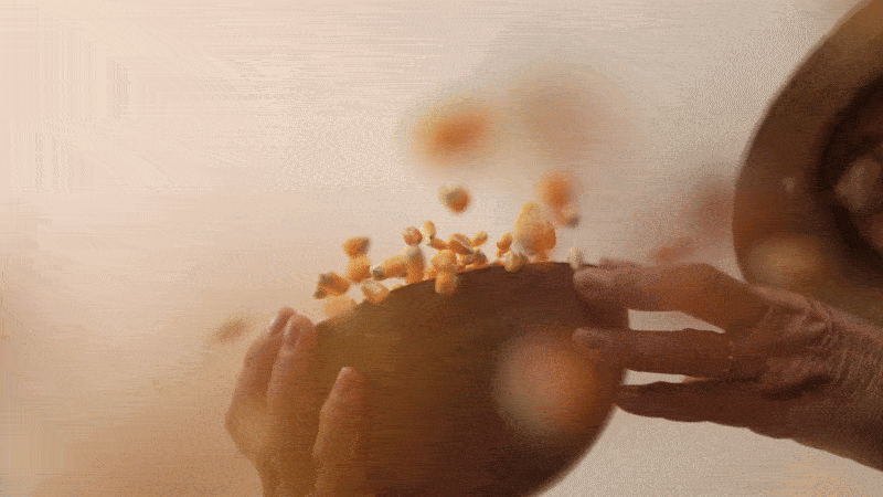 Guardiões de sementes adaptam grãos para enfrentar seca e garantir alimentos no sertão de PE