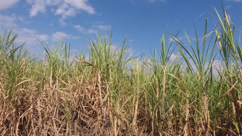 ANÁLISE: energia dos campos, o superpoder brasileiro subestimado