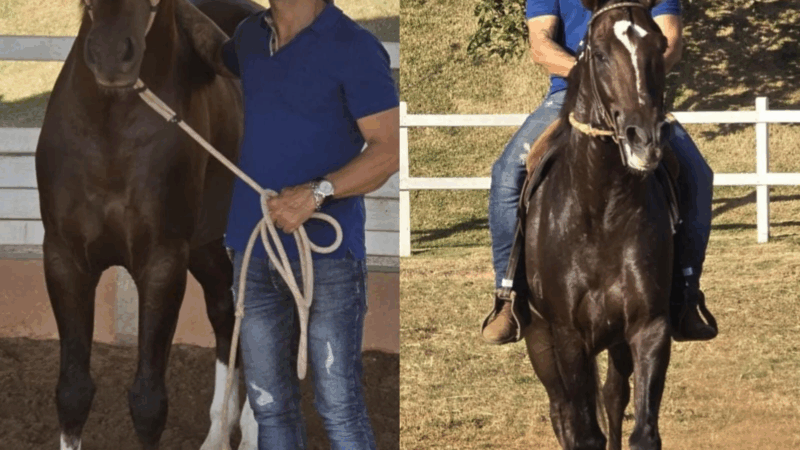 Dourado, Elétric e Quantum: conheça alguns dos cavalos que morreram após comer ração contaminada