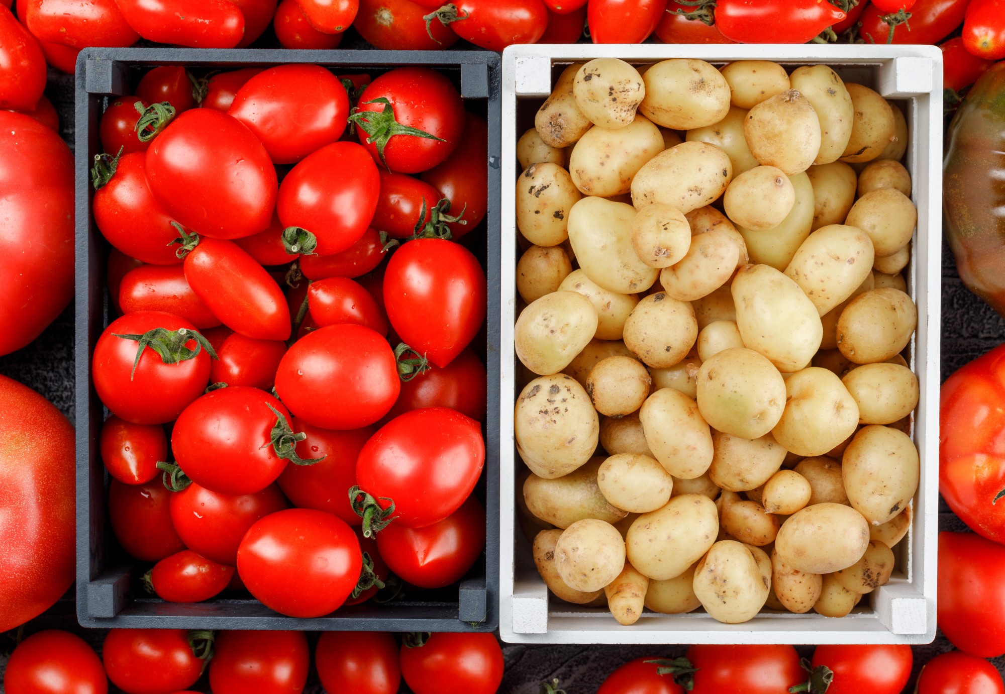 Como uma façanha evolutiva nos deu as batatas — e por que elas não existiriam sem os tomates