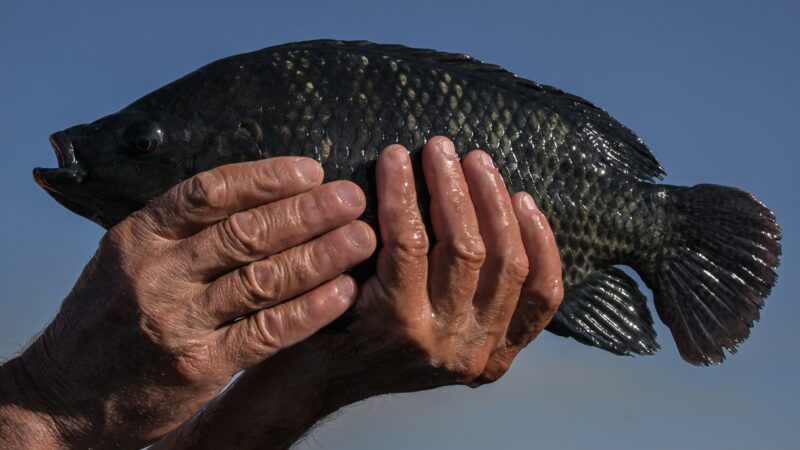 Com tarifaço, indústria do pescado corre para achar novos mercados e evitar demissões