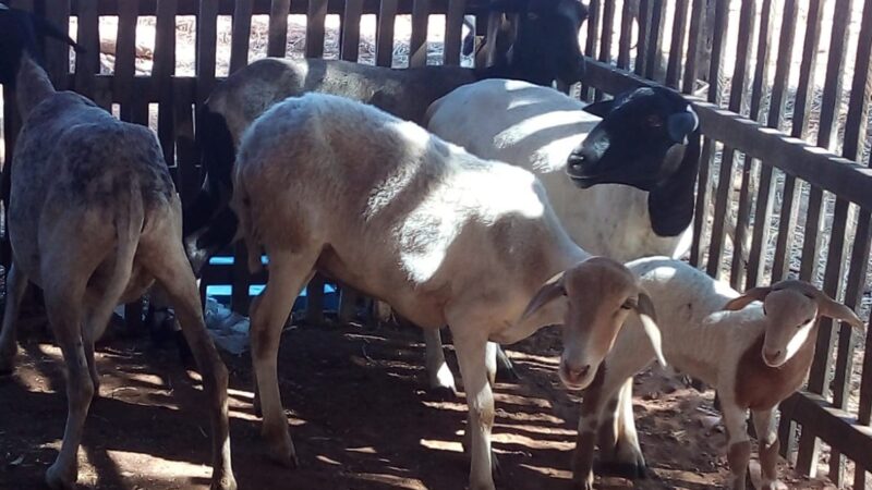 Ministério da Agricultura suspende uso de lotes de vacina após morte de mais de 100 animais no Piauí
