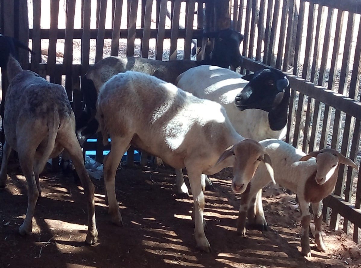 Ministério da Agricultura suspende uso de lotes de vacina após morte de mais de 100 animais no Piauí