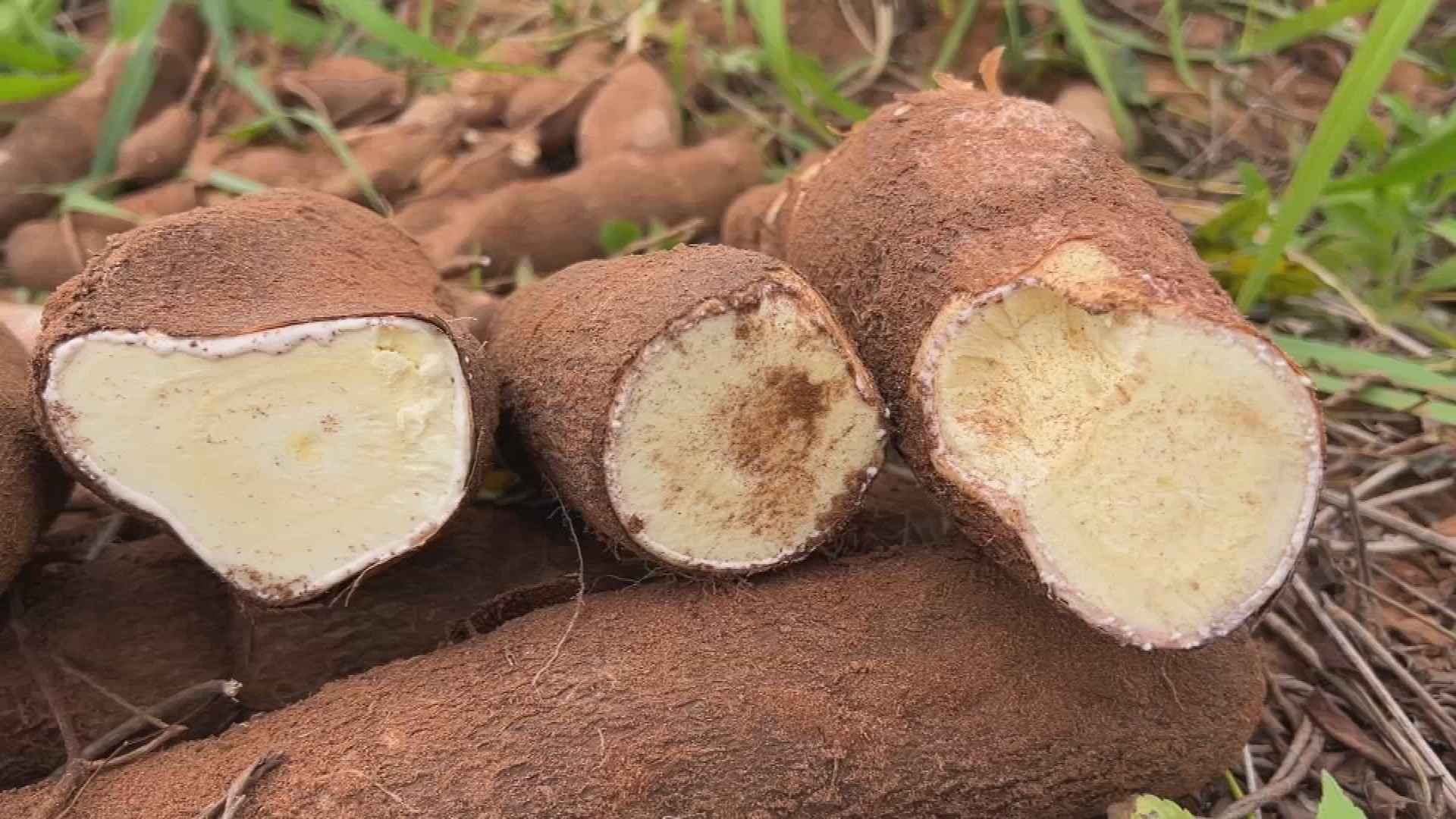 Produtores do interior de SP colhem safra de mandioca