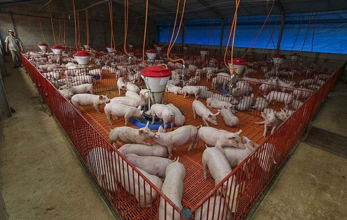 Preço da carne de porco perde competitividade para boi e frango em julho; entenda movimento