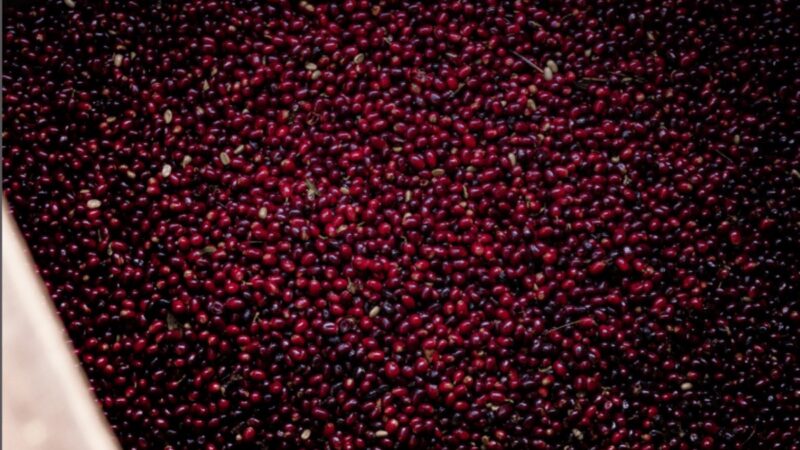 Café mais caro do mundo é vendido por R$ 160 mil o kg em leilão no Panamá