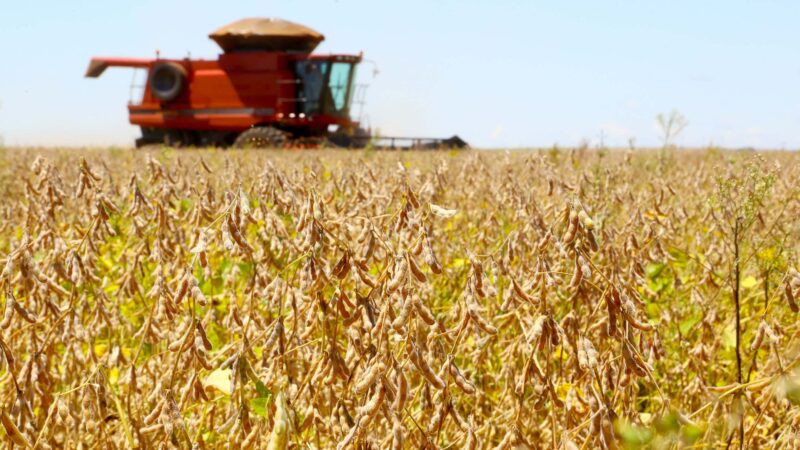 China aumenta importações de soja do Brasil e reduz compra dos EUA em julho