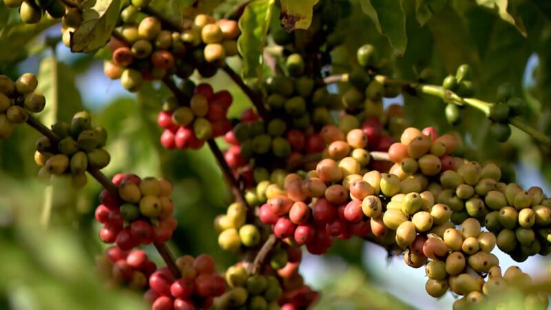 Três semanas após início do tarifaço, governo avalia que indústria sofrerá mais que o agro