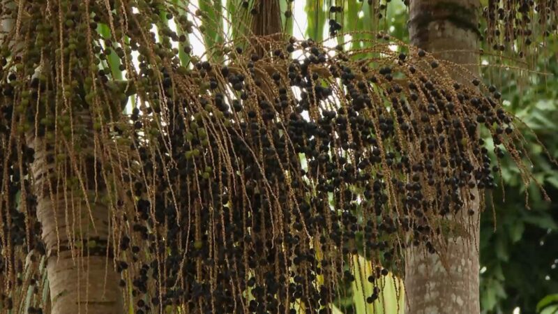 Você conhece a juçara? Árvore da Mata Atlântica produz fruto semelhante ao açaí e palmito