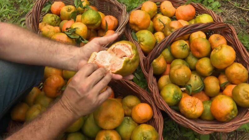 Polo produtor de tangerina do ES prevê safra 30% maior em 2025