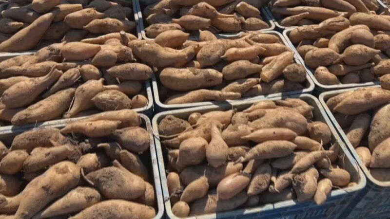Batata yacon tem sabor doce e pode ser consumida crua