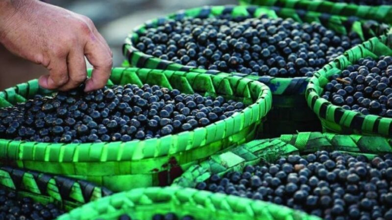 Edital que vetou açaí e tucupi na COP de Belém é revisto após pedido do ministro do Turismo