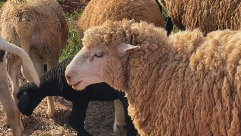 Como a criação de ovelhas garante economia para o produtor na entressafra do amendoim